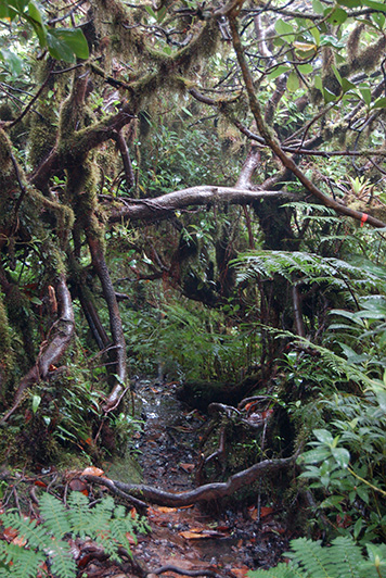 Isla de Ometepe